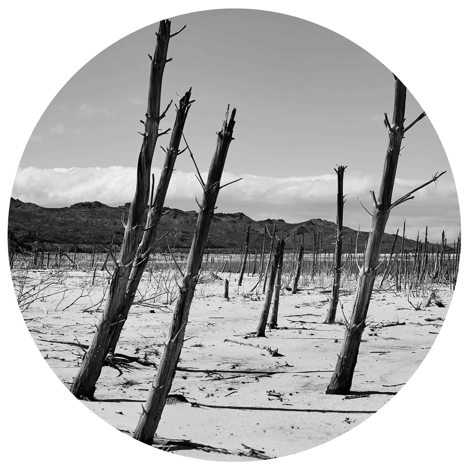 Desert 47 | Ø 40 - Roger Weber