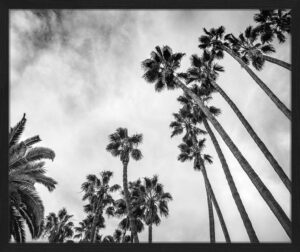 Freudenreich Interior Design | Looking Up Into Palm Trees