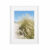 Bild Sand Dune Oats